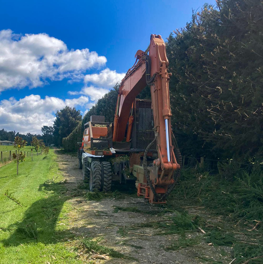 Tree trimmer trimming a hedge