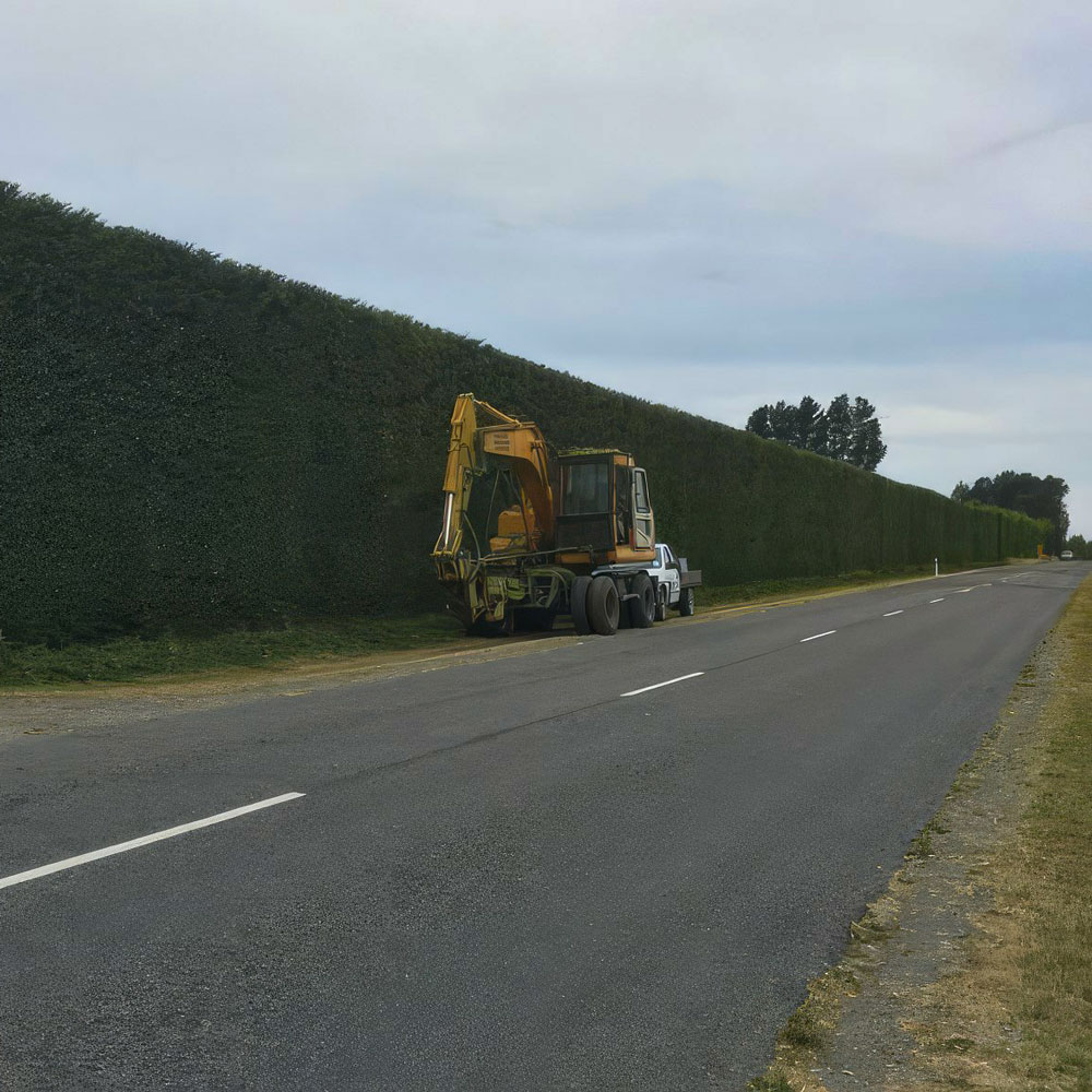 Tree trimmer trimming a hedge