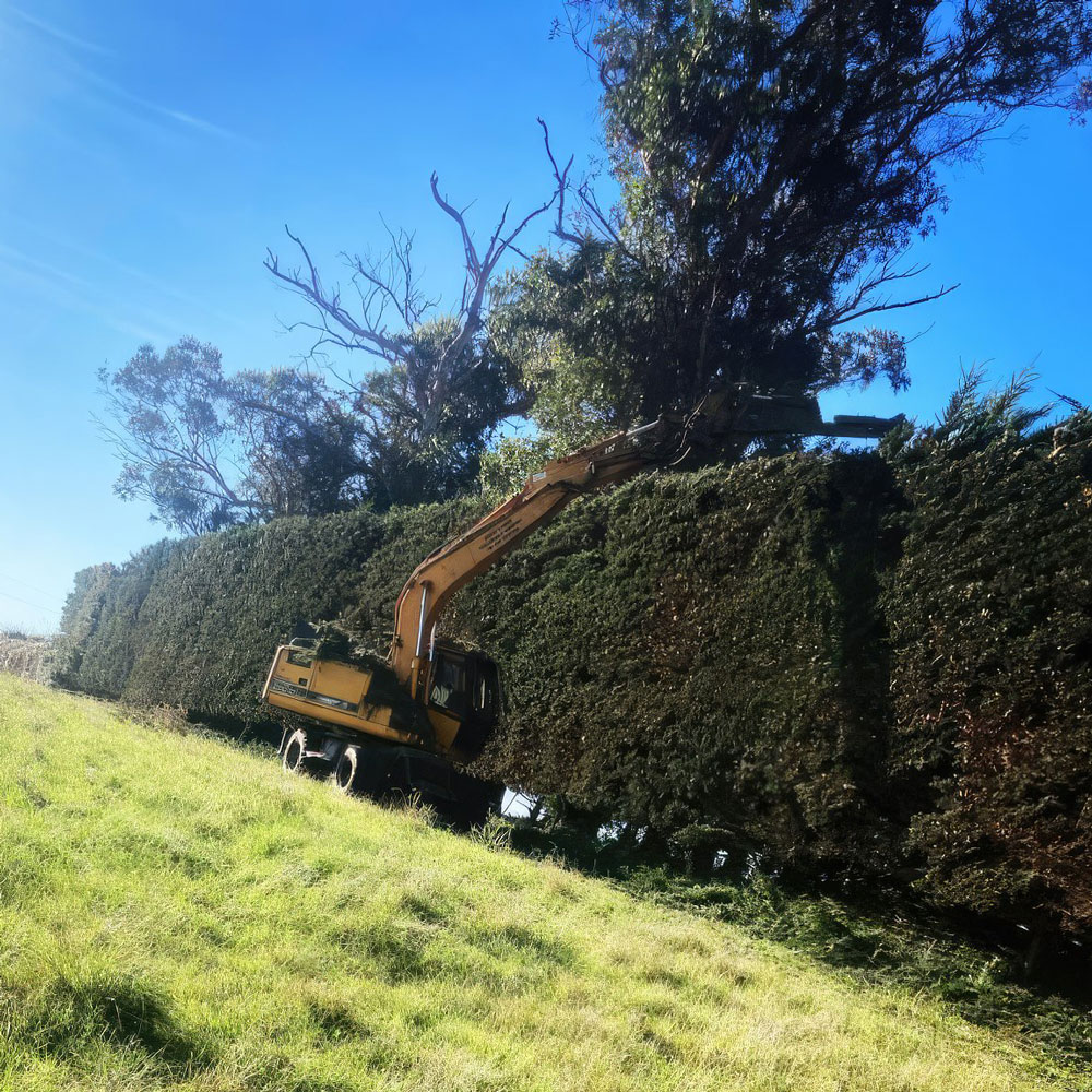 Tree trimmer topping a hedge